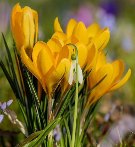 Krokus